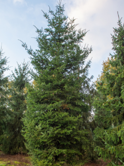 PSEUDOTSUGA menziesii