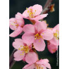 PRUNUS kurilensis RUBY