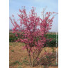 PRUNUS kurilensis RUBY