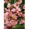 PRUNUS kurilensis RUBY