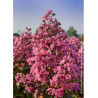 LAGERSTROEMIA RHAPSODY IN PINK