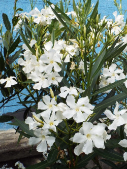NERIUM oleander BLANC