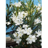 NERIUM oleander BLANC