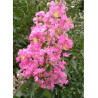 LAGERSTROEMIA ROSE