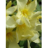 NERIUM oleander JAUNE