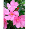 NERIUM oleander ROSE