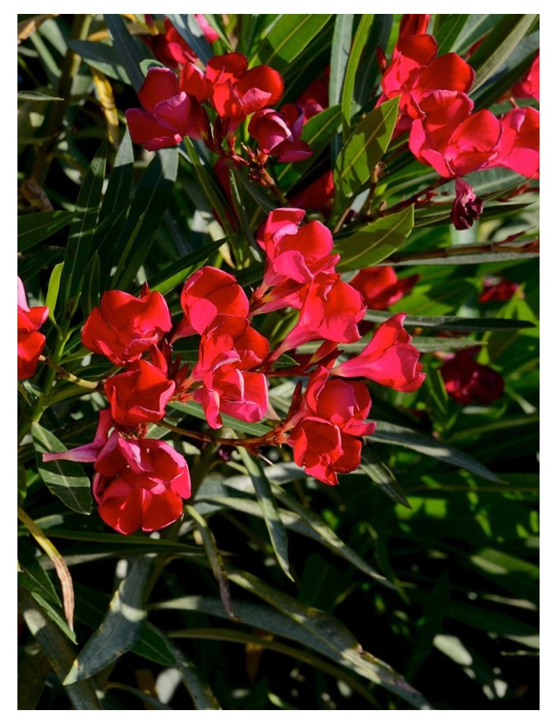 NERIUM oleander ROUGE