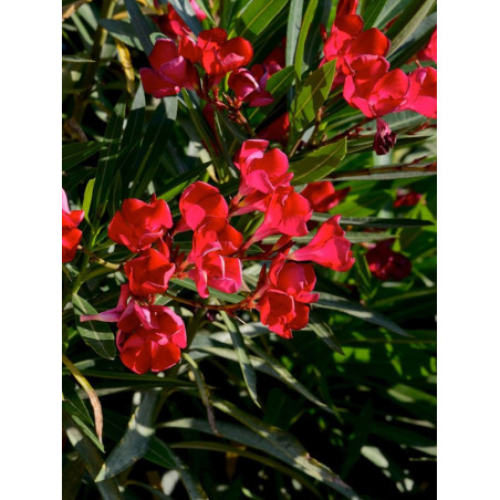 NERIUM oleander ROUGE