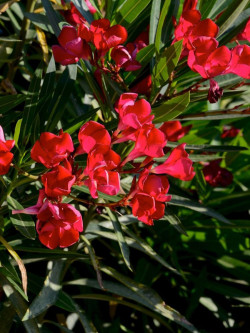 NERIUM oleander ROUGE