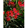 NERIUM oleander ROUGE