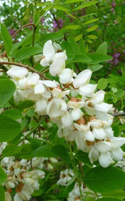 ROBINIA pseudoacacia BESSONIANA