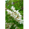ROBINIA pseudoacacia BESSONIANA