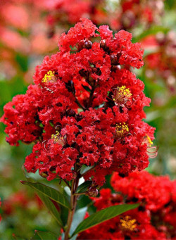 LAGERSTROEMIA ROUGE