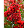 LAGERSTROEMIA ROUGE