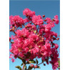 LAGERSTROEMIA SAINT EMILION