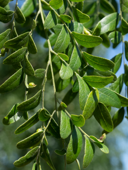 GLEDITSIA triacanthos STREET KEEPER