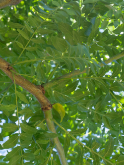 GLEDITSIA triacanthos STREET KEEPER