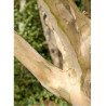 LAGERSTROEMIA TERRE CHINOISE