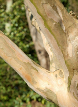 LAGERSTROEMIA YANG TSE