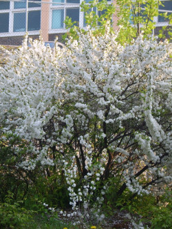PRUNUS glandulosa ALBA PLENA