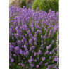 LAVANDULA angustifolia DWARF BLUE
