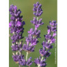 LAVANDULA angustifolia DWARF BLUE