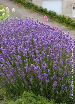 LAVANDULA angustifolia DWARF BLUE