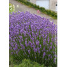 LAVANDULA angustifolia DWARF BLUE