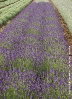 LAVANDULA angustifolia DWARF BLUE