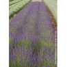 LAVANDULA angustifolia DWARF BLUE