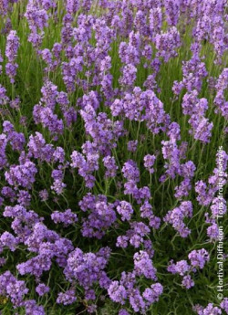 LAVANDULA angustifolia DWARF BLUE