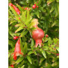 PUNICA granatum