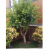 PUNICA granatum