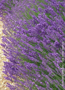 LAVANDULA angustifolia HIDCOTE