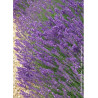 LAVANDULA angustifolia HIDCOTE