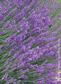 LAVANDULA angustifolia HIDCOTE