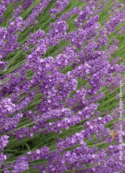 LAVANDULA angustifolia HIDCOTE