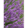 LAVANDULA angustifolia HIDCOTE