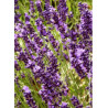 LAVANDULA angustifolia TWICKEL PURPLE