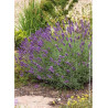 LAVANDULA angustifolia TWICKEL PURPLE