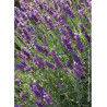 LAVANDULA angustifolia TWICKEL PURPLE