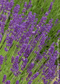 LAVANDULA DUTCH