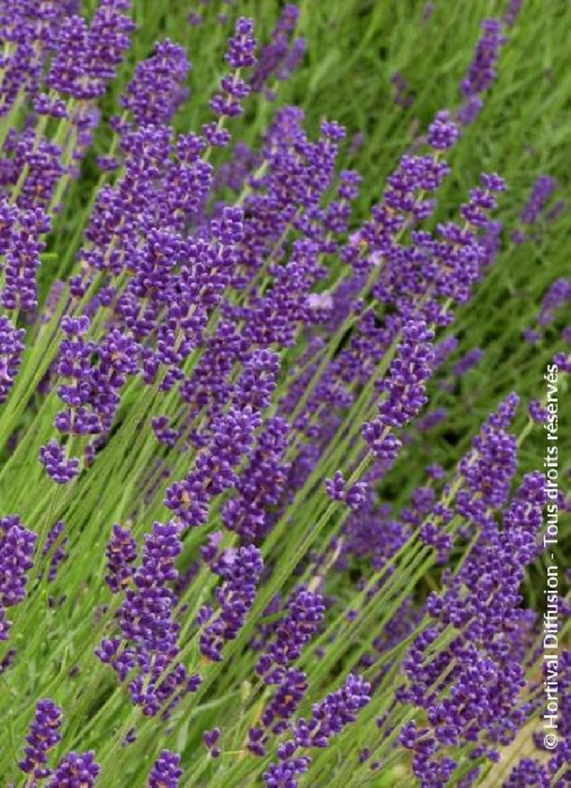 LAVANDULA DUTCH
