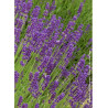 LAVANDULA DUTCH