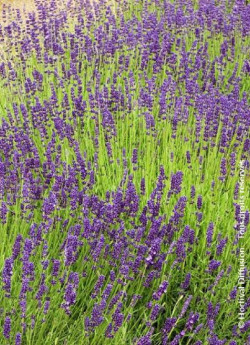 LAVANDULA DUTCH