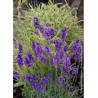 LAVANDULA HEAVENLY BLUE