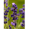 LAVANDULA HEAVENLY BLUE