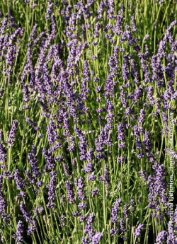 LAVANDULA HEAVENLY BLUE
