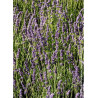 LAVANDULA HEAVENLY BLUE