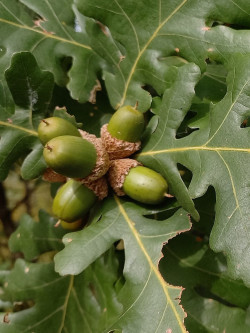 QUERCUS frainetto 